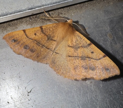 Feathered Thorn