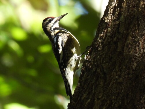 Yellow-bellied Sapsucker observed by ryanpudwell