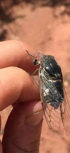 Common Cactus Dodger