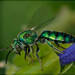 Grassy Green-Sweat Bee - Photo (c) RAP, all rights reserved, uploaded by RAP
