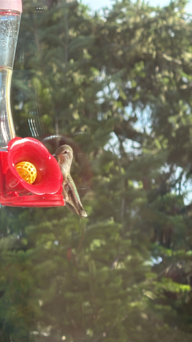 Anna's Hummingbird observed by jared_de_silva