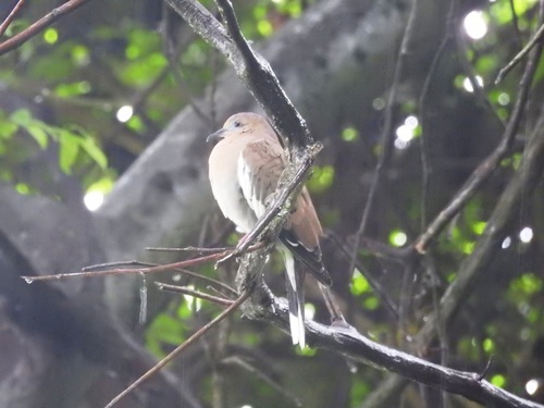 White-winged Dove observed by pablobedrossian
