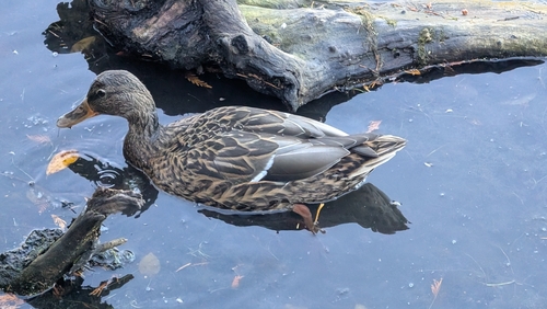 Mallard observed by daviddadummy