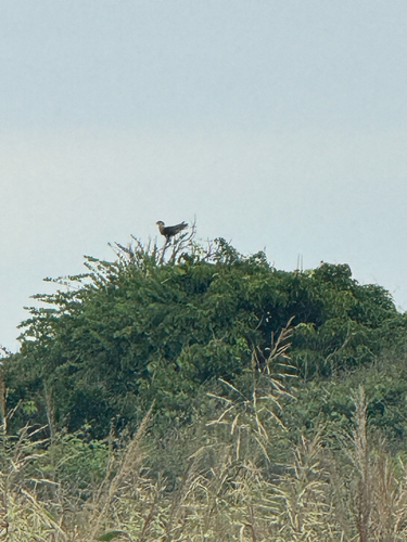Carancho observed by walfredo75
