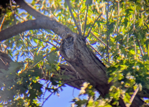 Eastern Screech-Owl observed by lauren12422