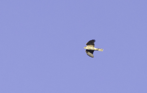Sharp-shinned Hawk observed by billhubick