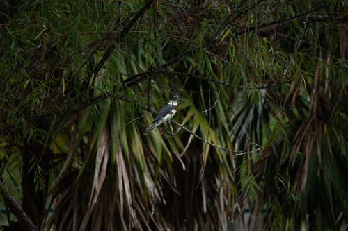 Martín pescador norteño observed by lynross1108