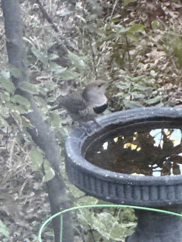 Northern Flicker observed by janlapine
