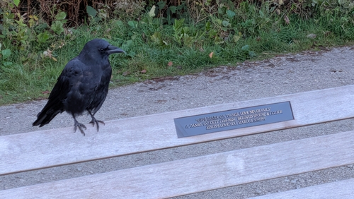 American Crow observed by daviddadummy