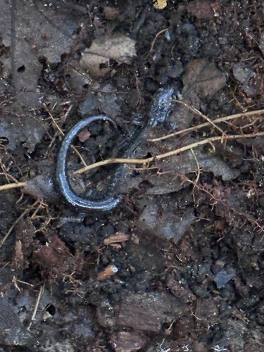 Eastern Red-backed Salamander observed by jessica216