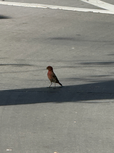 House Finch observed by australianaydan