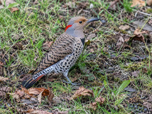 Northern Flicker observed by galton
