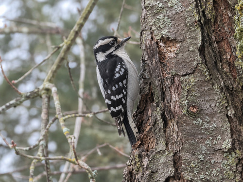 Downy Woodpecker observed by galton