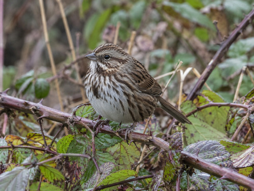 Song Sparrow observed by galton