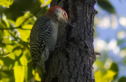 Red-bellied Woodpecker observed by chris3067