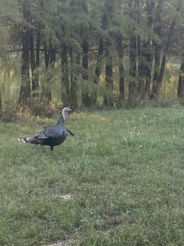 Wild Turkey observed by animalsyay-john