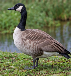 Canada Goose observed by galton