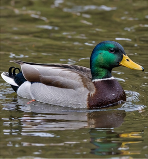 Mallard observed by galton