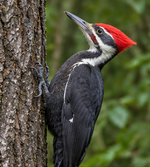 Pileated Woodpecker observed by galton