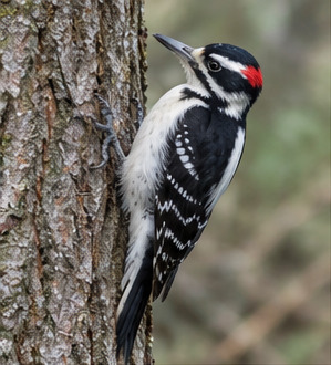 Hairy Woodpecker observed by galton