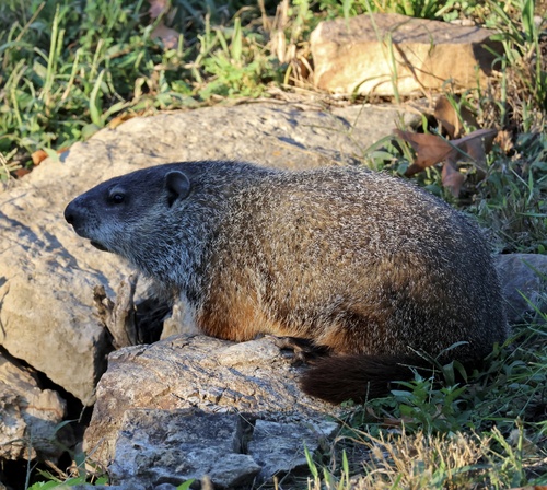 Groundhog observed by beckytrimble