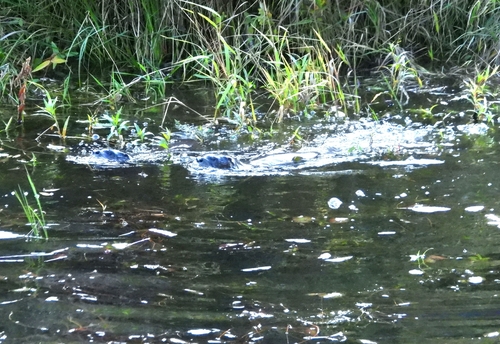 North American River Otter observed by hooman_tavasoli