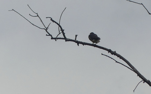 Merlin observed by byjoetrezza