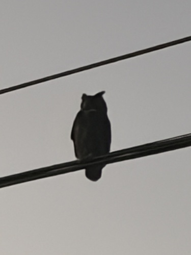 Great Horned Owl observed by jenp734
