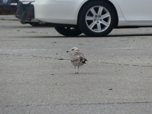 American Herring Gull observed by byjoetrezza
