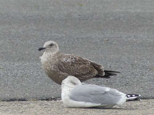 American Herring Gull observed by byjoetrezza