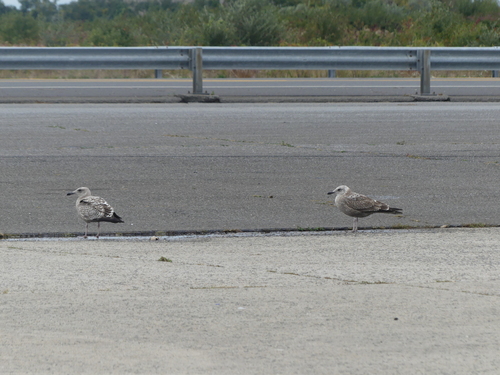 American Herring Gull observed by byjoetrezza