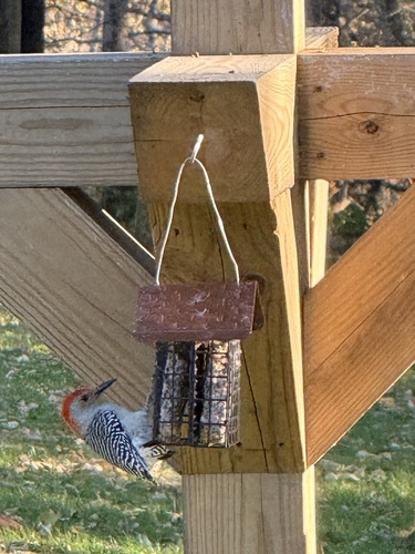 Red-bellied Woodpecker observed by tracyzoe