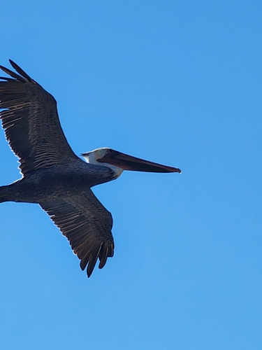 Brown Pelican observed by spinops