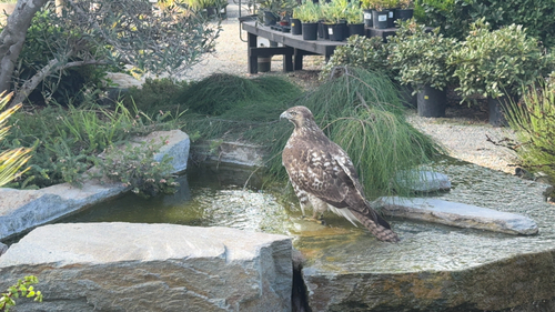 Red-tailed Hawk observed by jstoller