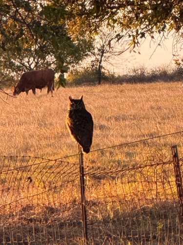 Great Horned Owl observed by amanda44557