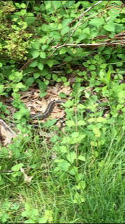 photo of Garter Snakes (Thamnophis)