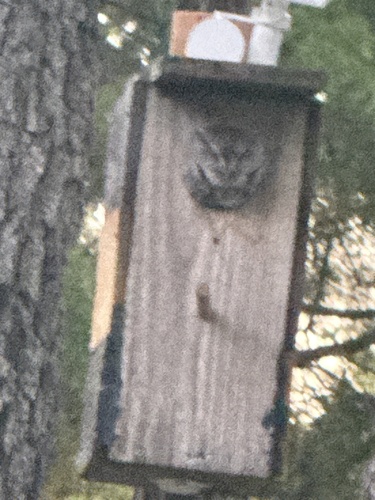 Eastern Screech-Owl observed by janlapine