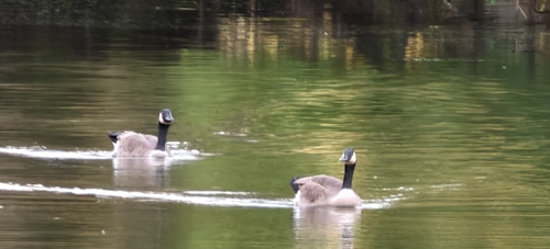 Canada Goose observed by phoenix45