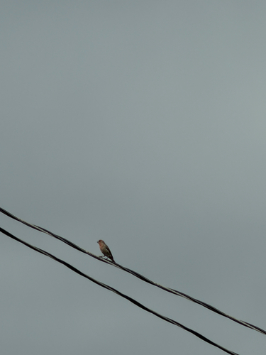 House Finch observed by icecoldwater