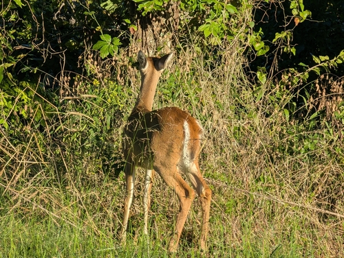 White-tailed Deer observed by suburban_scouter