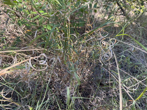 hall panicum