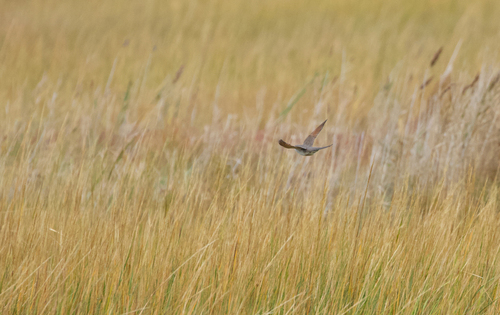Yellow-billed Cuckoo observed by wsweet321