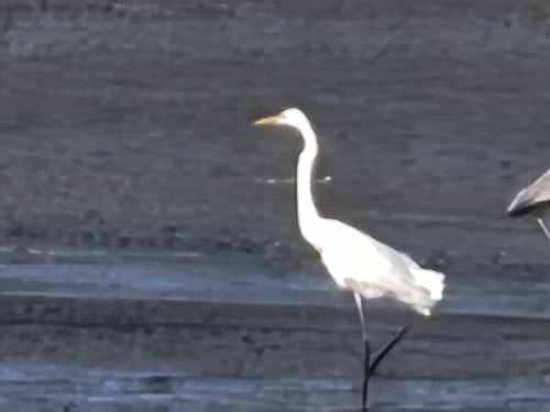 Great Egret observed by naturalist88995