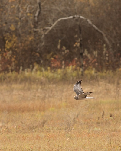 Northern Harrier observed by iris_lily
