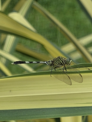 Slender Skimmer