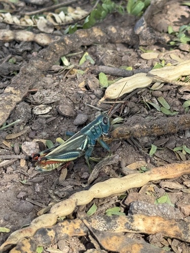 Thomas's Two-striped Grasshopper
