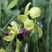 Ophrys fusca funerea - Photo (c) Thomas Silberfeld, todos los derechos reservados, subido por Thomas Silberfeld