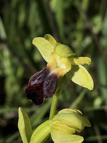 Sombre Bee-orchid