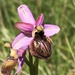 Ophrys sphegodes aveyronensis - Photo (c) Thomas Silberfeld, כל הזכויות שמורות, הועלה על ידי Thomas Silberfeld