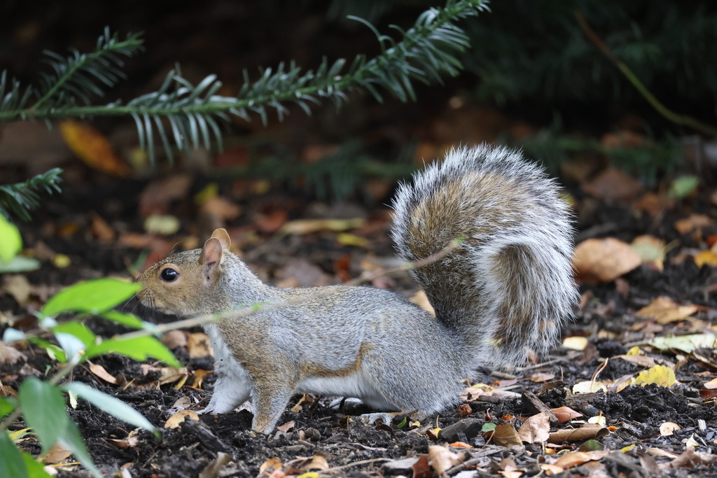 Eastern Gray Squirrel